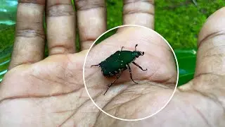 RARE FOOTAGE Majestic Scarab Beetle's Epic Journey Through Moss, Hand, and Flight