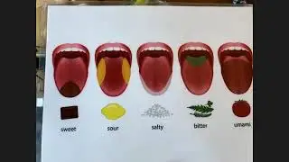 Vegan Latin American
