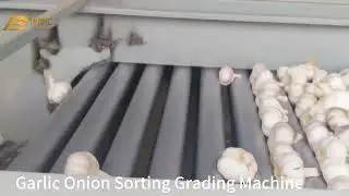 Commercial Garlic Orange Onion Lemon Size Vegetable Fruits Sorting Grading Machine