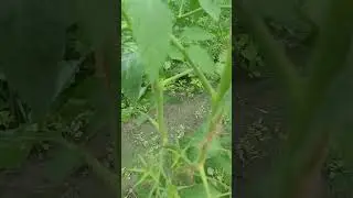 The result of a shading net for tomatoes in open ground