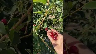 Amarena de Pescara Sour Cherry