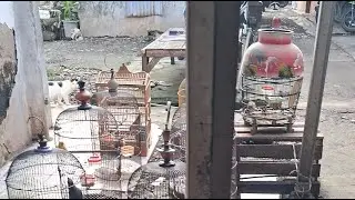 Kerja bakti cari keringat bisa sehat  @PAKDE TERAPI OGB sedang live sekarang!
