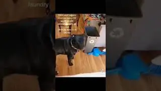 Big Dog Problems