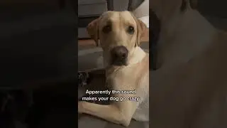 sounds that make dogs go crazy #dog