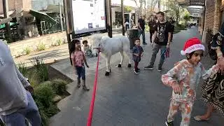 Lt. Rowdy Mini Horse Visiting Westfield Topanga Village (38)