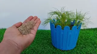 Step-by-Step Method to Grow Jeera/Cumin from Seeds at Home🏡|जीरा का पौधा उगाने का सबसे अच्छा तरीका