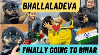 Rottweiler Puppy Bhallaladeva Finally Ja Raha Hai Bihar Ki Family Ke Saath: Bihar Mein Dhoom Machegi