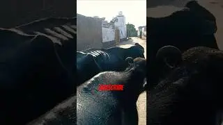 #shorts 🔥#animals 🔥#song bhagu farming ❣️