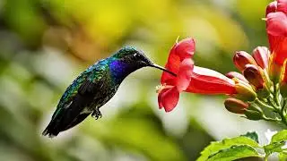 #BirdLovers #NatureBeauty #FlowerAndBird #WildlifePhotography #Shorts