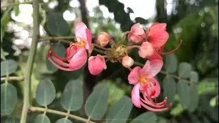 BLOSSOMS of GRACEFUL CEYLON SENNA. By Dr Purna Sreeramaneni #drpurnasreeramaneni