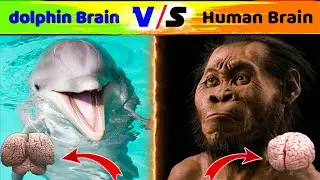 dolphin brain vs human brain🐬 | Amazing Facts About Dolphin In Hindi | डॉल्फिन के बारे में रोचक तथ्य