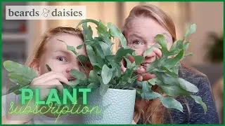 Unboxing my monthly HOUSE PLANT subscription/ House plants delivered every month / Beards & Daisies
