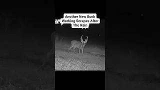#deerscrape #deerhunting #bigbuck #deerseason #buckscrape #prerut #deerrut #beardsandbowsoutdoors