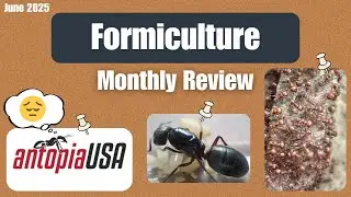 Amazing Journals, Massive Camponotus hauls, Antopia Drama, and more! │ Formiculture Monthly Review