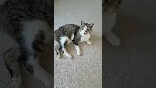 Geoff Cat Rescue  is live!