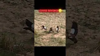 baboon vs goose #trending #animals #wildlife #baboon #goose #shorts #youtubeshorts #viralshorts