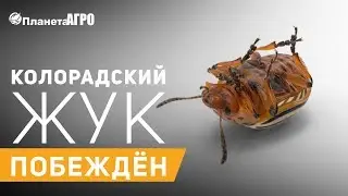 🏥 Чем обработать картофель от колорадского жука | ✔️ Колорадский жук побежден - Планета Агро