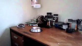 Loki on morning patrol