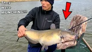 Fishing SHALLOW Water for BIG River Catfish!!! (One After Another)