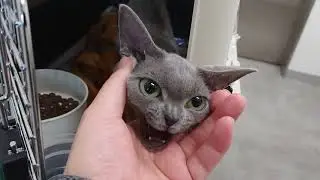 Devon Rex