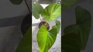 අඩුම මිලට විසිතුරු මල් පැල (Sale 08)