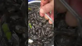 Is a tadpole a fish or is it a frog? ￼