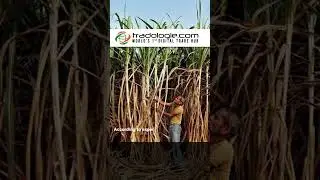 Sugar Prices Shoot Up Amidst Speculation of India&rsquo;s Sugar Export Ban.