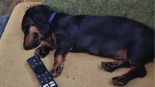 🐾 Relax With Major | Cozy Dog Calm &bull; Gentle Music for Rest & Relaxation 🐾