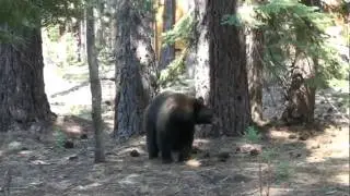 home bear, part II, 3