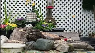 Feeder Birds-10
