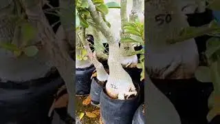 Adenium care in Mansoon #gardening #flowers #garden