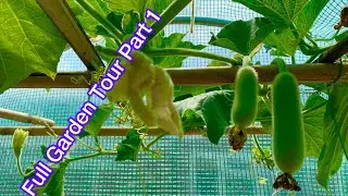 Full garden tour of bangla lau/Hyacinth beans Seems & more Bangladeshi Vegetables SHOKHER BAGAN 2023