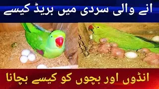 Ringneck Parrots Raw Parrots Breeding . انے والی زیادہ سردی میں انڈا اور بچوں کو کیسے بچانا ہے
