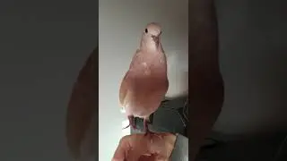 Ringneck dove bow coo