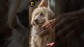 How to Keep Your Dog&rsquo;s Coat Shiny and Healthy! Simple Tips!