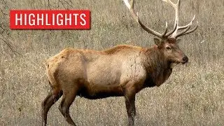 2017 - PA Game Elk Cam Highlights