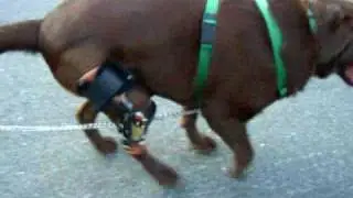 dog knee brace:after | AOC PET