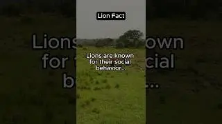 🦁👑 Lion Society: What Makes Them Social Animals?