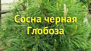 Сосна черная Глобоза. Краткий обзор, описание характеристик pinus nigra Globosa