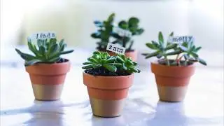 Succulent Place Card Holders
