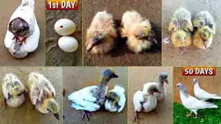 1 Pigeon Pairs Chicks Growth 1 To 50 Days || Interesting Pigeon Baby Growth Day By Day ||