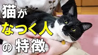 猫がなつくのはどんな人？猫がなつく人の特徴となつかせるコツについて解説【保護猫】