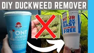 Wendy's Cup DESTROYS Duckweed | How to remove Duckweed from aquariums