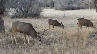 Post Rut Wyoming Mule Deer Buck Munching Away