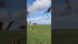Swan attack on big Cat 😺#animals #wildlife #shortvideo