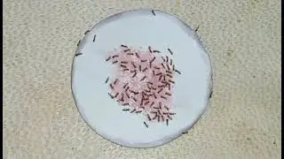 ants drink red liquid