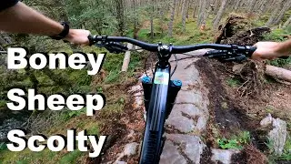 Boney Sheep - Scolty 2022