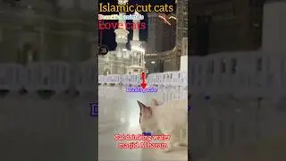 Cat drinking water masjid al haram#islamic cats#cat Islamic video#shorts#ytshorts #shortsfeed #viral