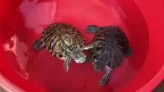Red Slider Turtle treatment by Turtle Care - Anti bacteria Natural formulation.