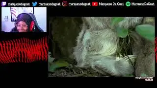 TierZoo - The Insect Tier List | REACTION